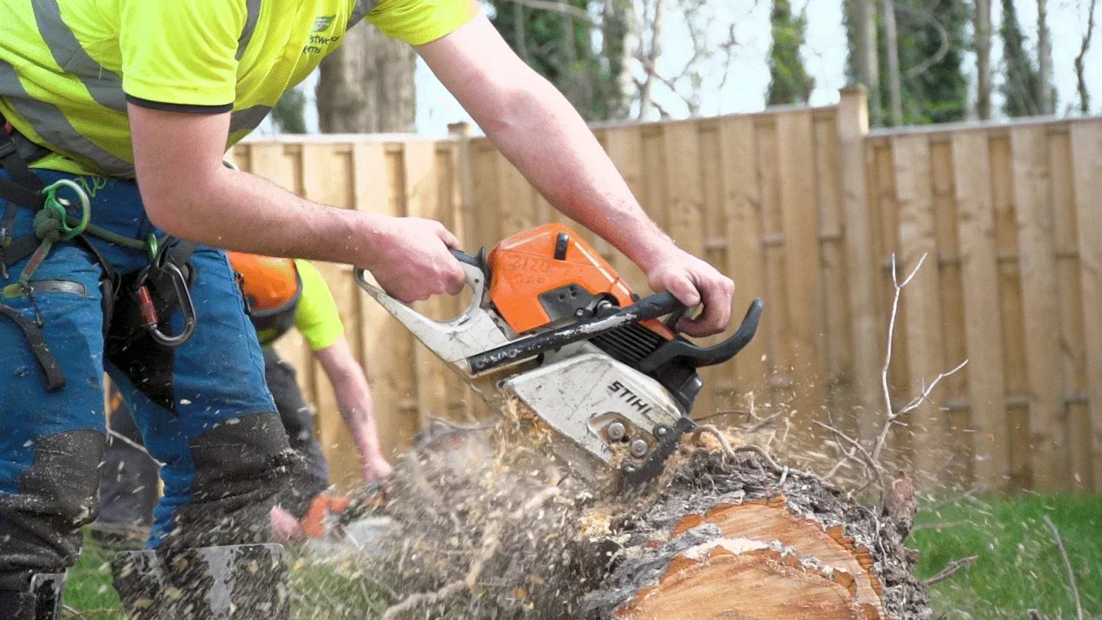 Sheffield tree surgeon cutting up a felled tree with a chainsaw
