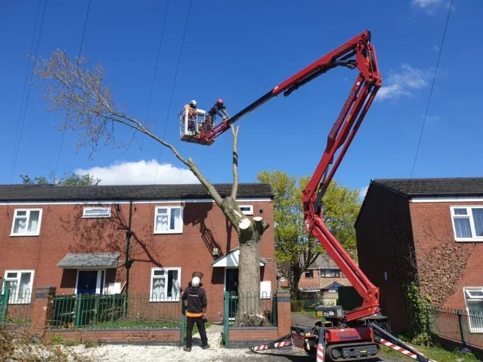 Sheffield tree surgeon performing a sectional tree removal from a cherry picker in Sheffield