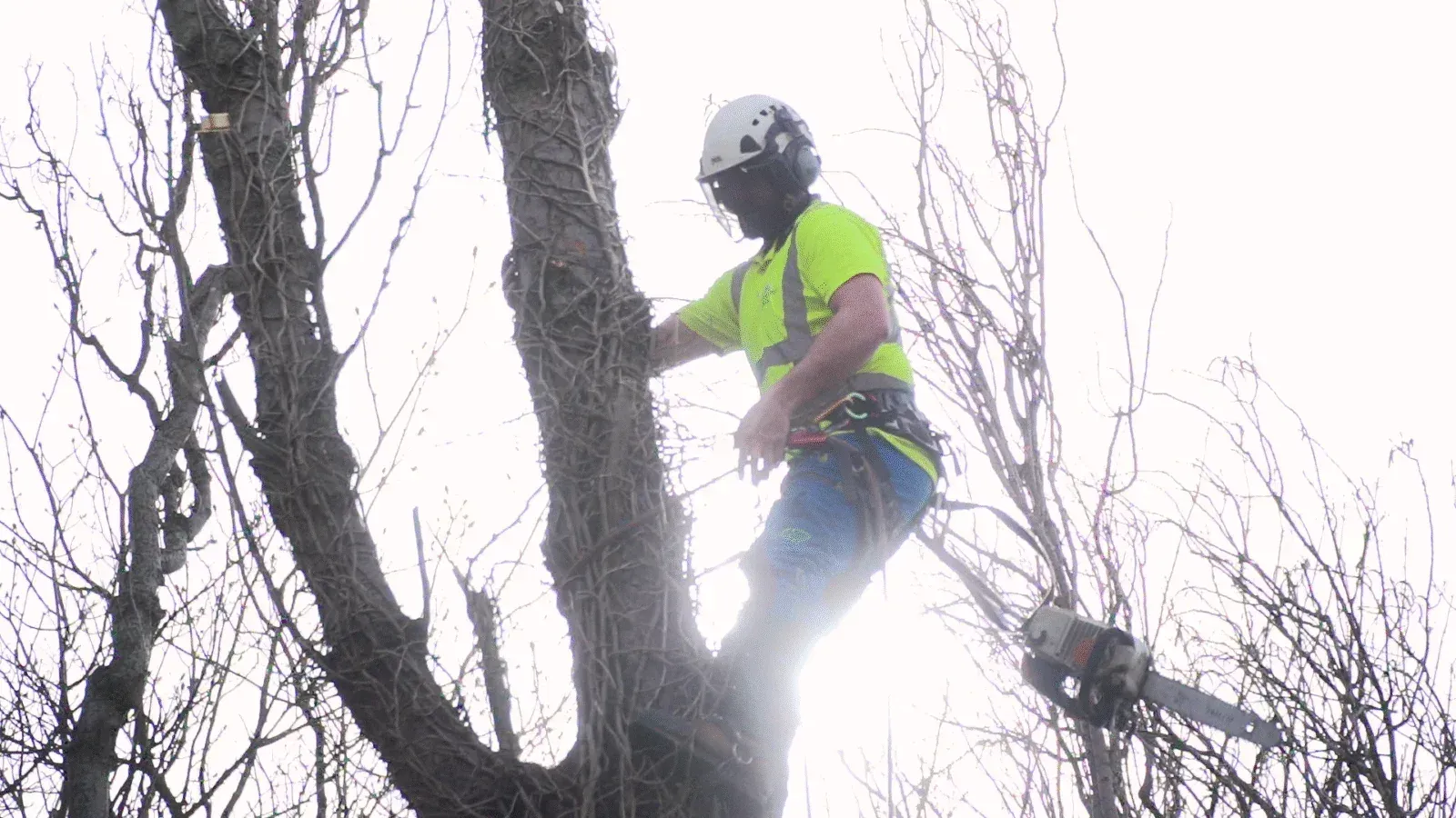 Sheffield tree surgeon climbing and dismantling a tall tree in Sheffield