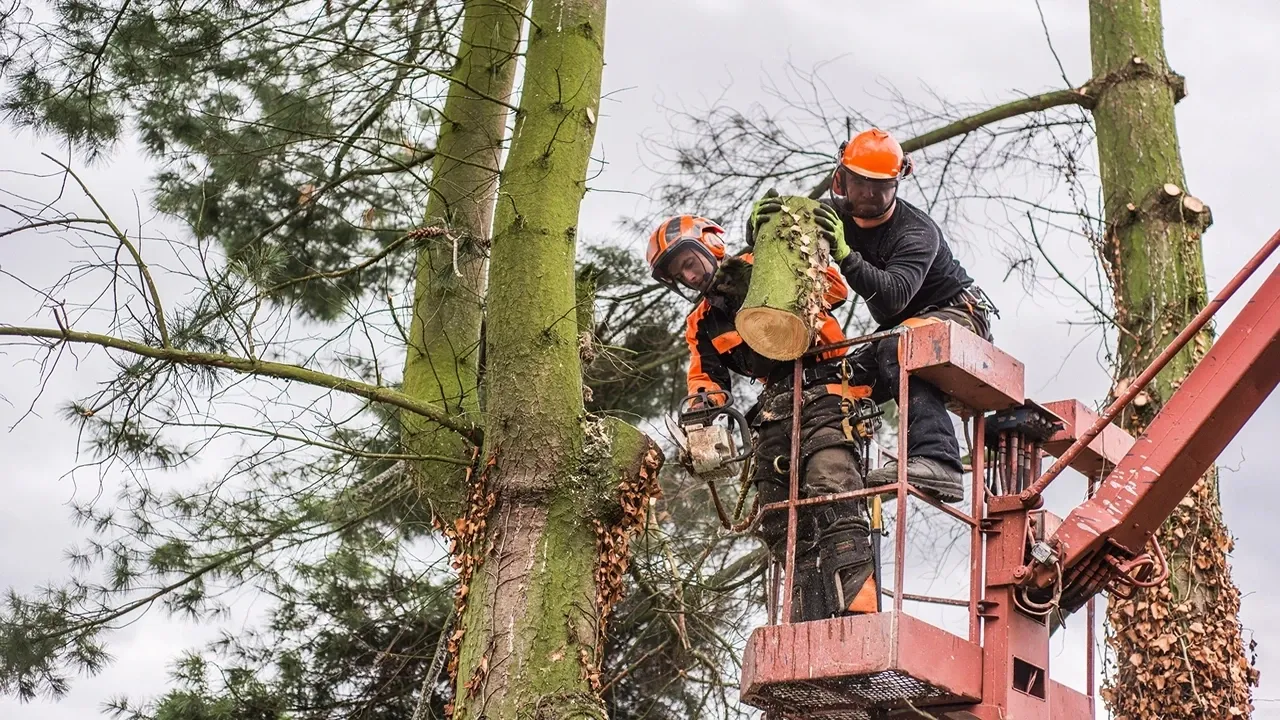 Sheffield tree surgeon team removing a large tree from a cherry picker in Sheffield